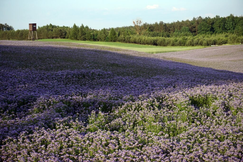 A field of purple flowers with a water tower in the background